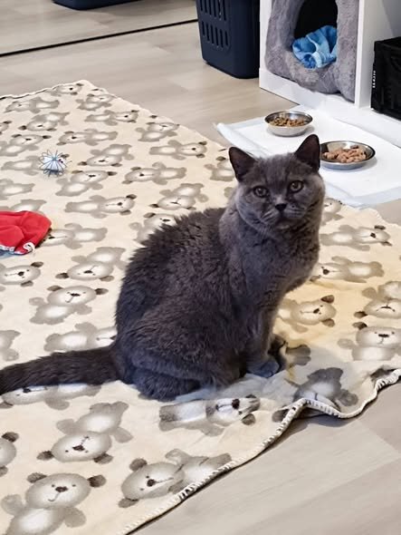 2025-11-03 Bild Katze Muni