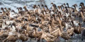 Massentierhaltung und Epidemien: Vogelgrippe