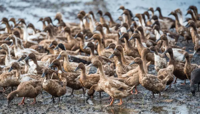 2025-11-06 Bild Vogelgrippe