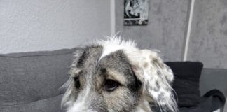 Eine Hündin ohne “Fehl´und Tadel! Wunderschönes Zuhause an Abbys Geburtstag gefunden!