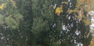 SPD Ortsverein Wieseck setzt sich für Verbesserungen im Stadtteil ein