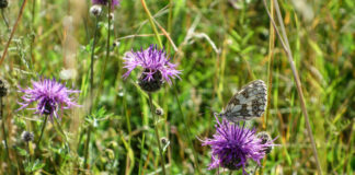 Naturschutz ist kein Luxus