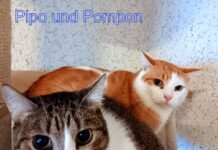 Not”fellchen” suchen Menschen mit Herz!