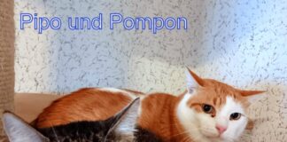 Not”fellchen” suchen Menschen mit Herz!