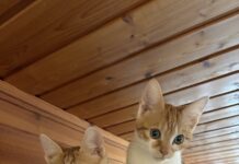 Zwei kleine Lausbuben möchten Ihr Herz erobern!