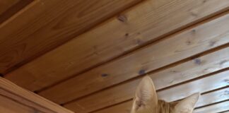 Zwei kleine Lausbuben möchten Ihr Herz erobern!