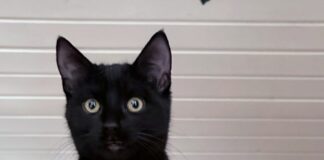 Hallo Ihr Menschen, wir möchten Ihr Herz erobern!