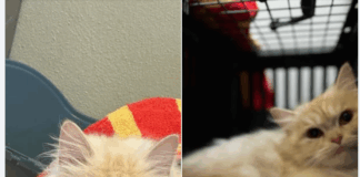 Merida: Sanfte Perser-Mix Prinzessin sucht entspanntes Zuhause