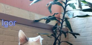 Der Eineinhalbohr Kater!