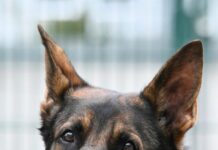 Schäferhund Rasco sucht dringend ein neues Zuhause