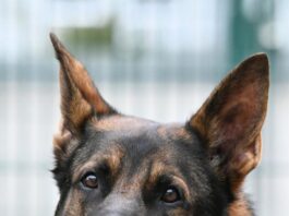 Schäferhund Rasco sucht dringend ein neues Zuhause