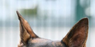 Schäferhund Rasco sucht dringend ein neues Zuhause