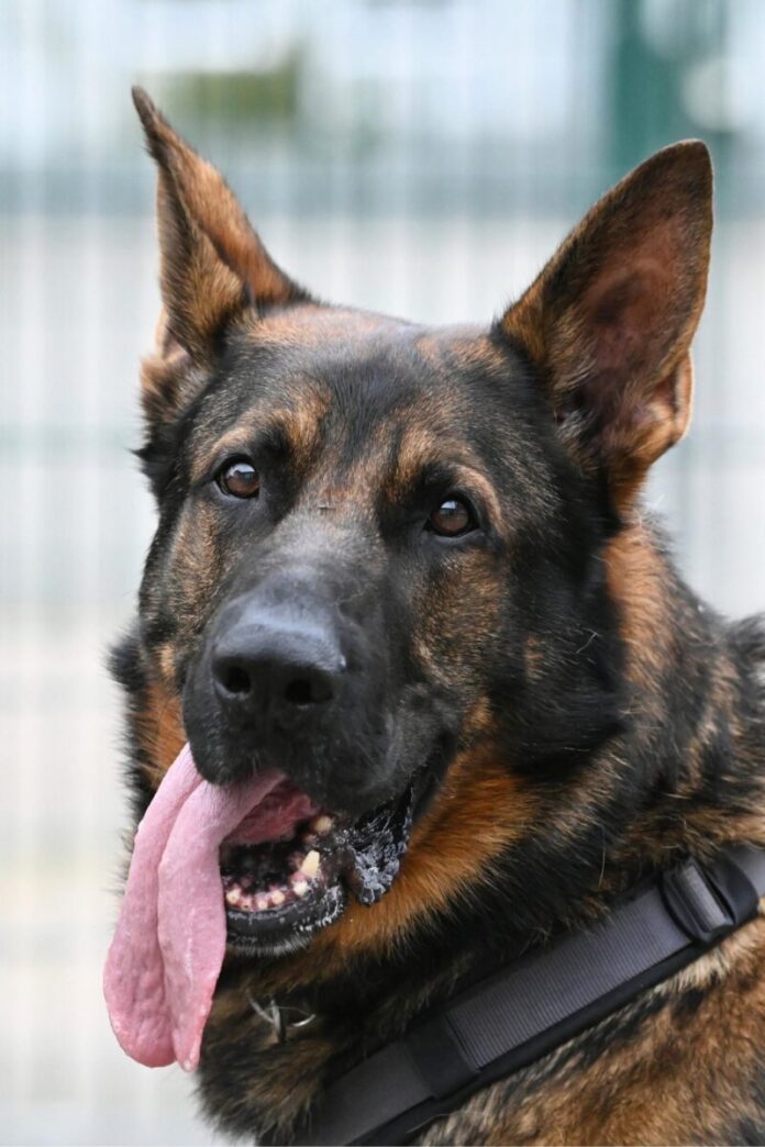 597112876_1288298630009564_2033169870500591918_n