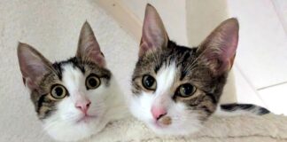 Traumkätzchen möchten sich in Ihr Herz schnurren!