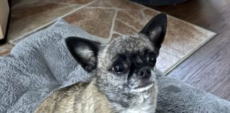 Chihuhua Bubchen sucht Menschen zum Liebhaben!