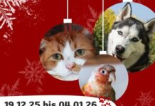 Vermittlungspause vom 19.12. bis 04.01.2026 im Tierheim Gießen