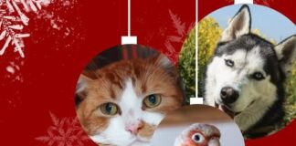 Vermittlungspause vom 19.12. bis 04.01.2026 im Tierheim Gießen