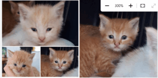 Endlich groß genug: Das Katzen-Trio (Flava, Mungo, Pinto) sucht sein Glück!