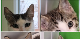 Abenteuerlustig und zurückhaltend: Mary Read & Flint suchen ihr Für-immer-Zuhause