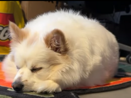 Neuzugang Pickels: Start in ein leichteres Leben