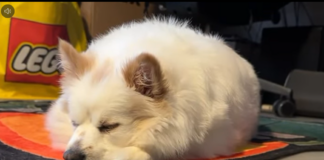 Neuzugang Pickels: Start in ein leichteres Leben