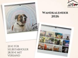 12 Monate, 12 Glücksmomente – Der Fotokalender vom Tierheim Gießen