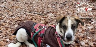 Warum ein Hundemantel im Winter so wichtig ist.