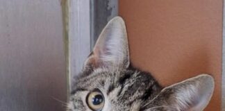 Kleiner Stern auf der Suche nach Vertrauen: Darf Apollo bei dir ankommen?