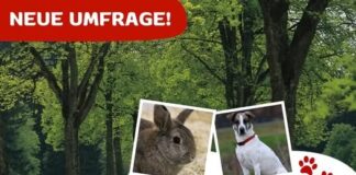 Neue umfassende Umfrage zur Verkehrssituation am Tierheim Gießen