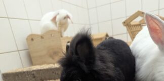 Pebbles: Freundlich, aufgeschlossen und bereit für ein neues Zuhause