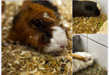 Meerschweinchen-WG sucht neuen Wirkungskreis: Zusammen oder zu neuen Freunden.