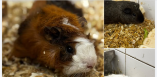 Meerschweinchen-WG sucht neuen Wirkungskreis: Zusammen oder zu neuen Freunden.