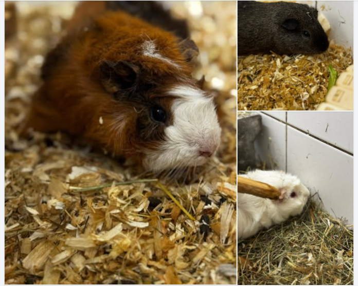 Screenshot 2026-01-05 095511