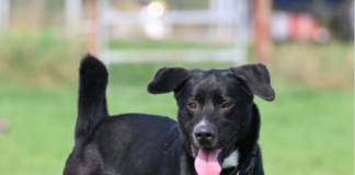 Rocky – Großer Charakter sucht sichere Führung