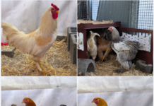 Vier wunderhübsche Hähne suchen nach eiskaltem Start ein warmes Zuhause