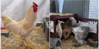 Vier wunderhübsche Hähne suchen nach eiskaltem Start ein warmes Zuhause