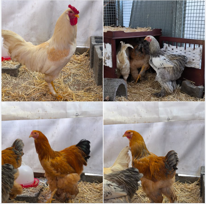 Screenshot 2026-01-25 205239