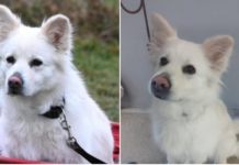 Kaya: Aktive Schmusebacke sucht Einzelprinzessinnen-Platz