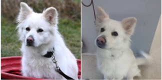 Kaya: Aktive Schmusebacke sucht Einzelprinzessinnen-Platz