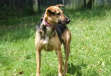 Kluge Stella sucht Menschen mit Herz und Hundeverstand – Wer schenkt ihr die Zeit zum Ankommen?