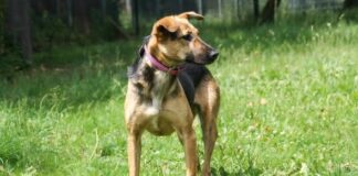 Kluge Stella sucht Menschen mit Herz und Hundeverstand – Wer schenkt ihr die Zeit zum Ankommen?