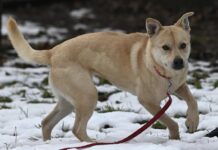 Wer zeigt Amanda die Welt? Junge Power-Hündin sucht Wegbegleiter