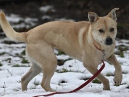 Wer zeigt Amanda die Welt? Junge Power-Hündin sucht Wegbegleiter