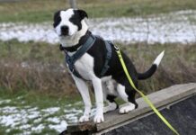 Benji: Neuanfang nach vielen Stationen