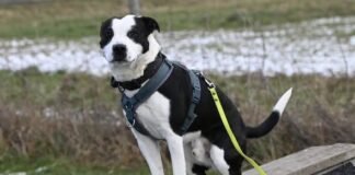 Benji: Neuanfang nach vielen Stationen