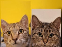 Gemeinsam mutig werden: Das schüchterne Duo Bilbo & Nebula sucht geduldige Katzenfreunde