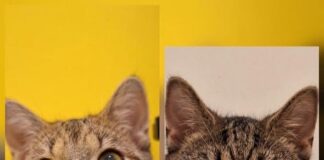 Gemeinsam mutig werden: Das schüchterne Duo Bilbo & Nebula sucht geduldige Katzenfreunde