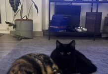 Brunhilde & Teemo: Ein Herz, eine Seele und ein Motor, der niemals aufhört zu schnurren