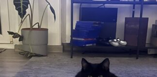 Brunhilde & Teemo: Ein Herz, eine Seele und ein Motor, der niemals aufhört zu schnurren