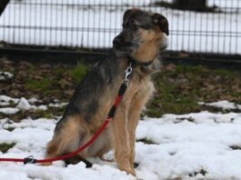 „Große Beine, großes Herz: Jungspund Emile sucht Stabilität für den Weg ins Leben